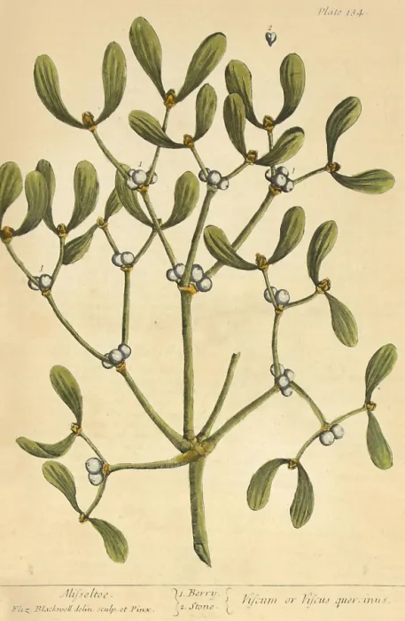 Framed Print : Mistletoe, Medicinal Plant, 1737 Framed Print : Mistletoe, Medicinal Plant, 1737
