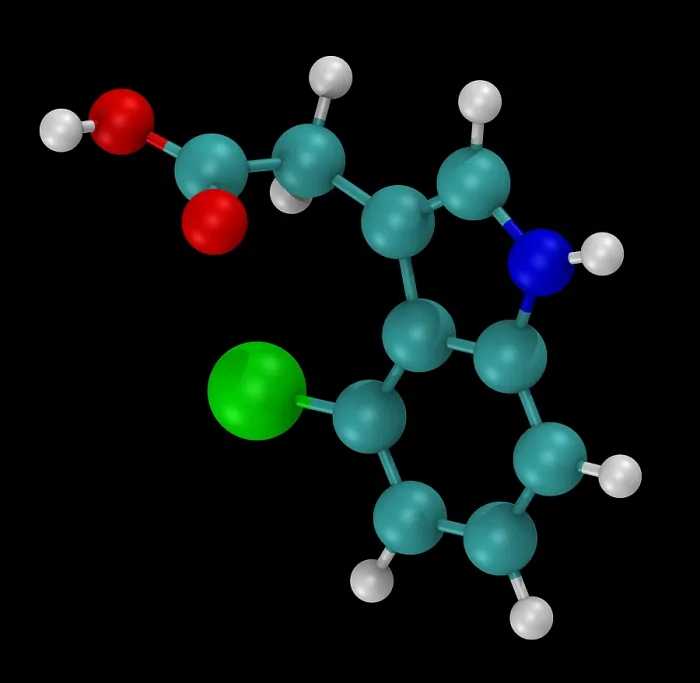 Framed Print : Model of 4-chloroindole-3-acetic acid (4-Cl-IAA) Framed Print : Model of 4-chloroindole-3-acetic acid (4-Cl-IAA)