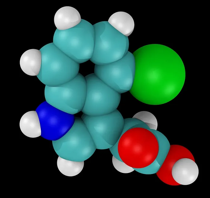 Framed Print : Model of 4-chloroindole-3-acetic acid (4-Cl-IAA) Framed Print : Model of 4-chloroindole-3-acetic acid (4-Cl-IAA)