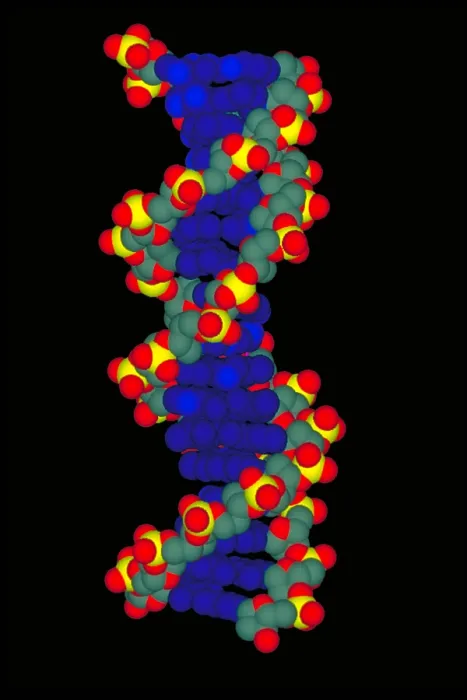 Framed Print : Model of DNA Framed Print : Model of DNA