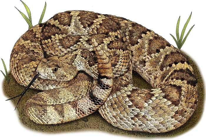 Framed Print : Mohave Rattlesnake, Illustration Framed Print : Mohave Rattlesnake, Illustration