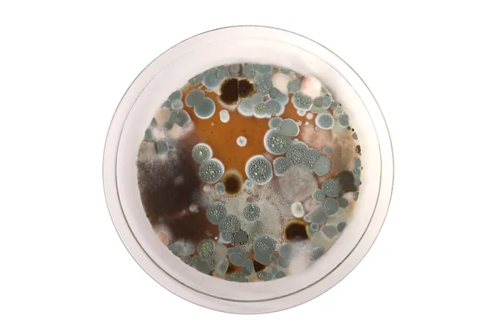 Framed Print : Molds on Agar Framed Print : Molds on Agar