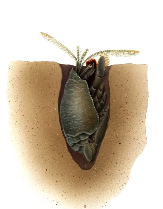 Framed Print : Mole Crab. Illustration of a Mole Crab Framed Print : Mole Crab. Illustration of a Mole Crab