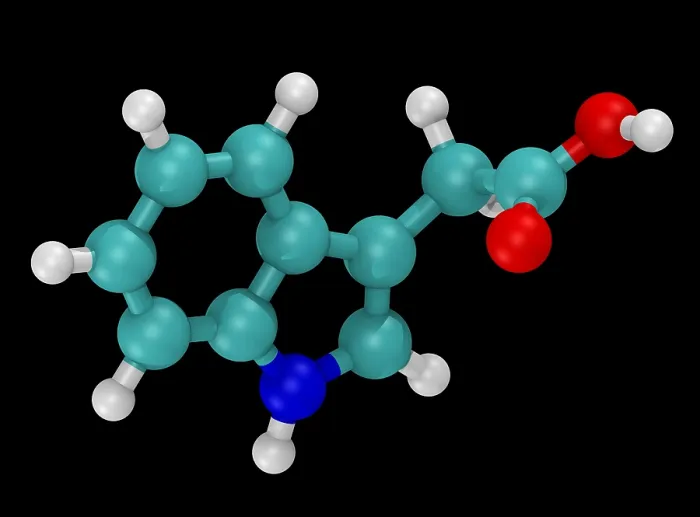 Framed Print : Molecular Model of Indole-3-Acetic Acid Framed Print : Molecular Model of Indole-3-Acetic Acid
