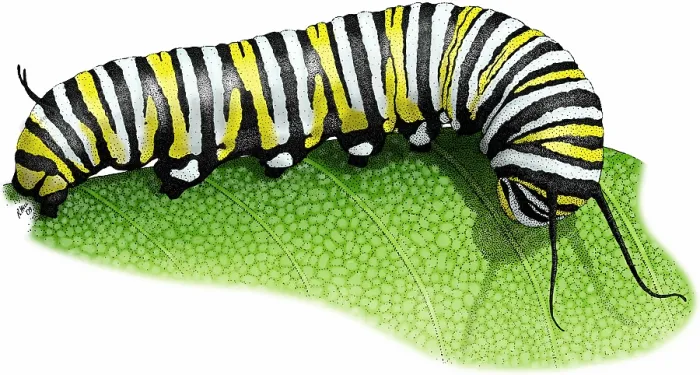 Framed Print : Monarch Butterfly Caterpillar Framed Print : Monarch Butterfly Caterpillar