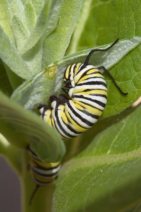 Framed Print : Monarch Butterfly Larva