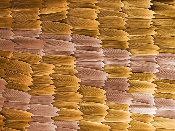 Framed Print : Monarch Butterfly Scales, under a microscope (SEM) Framed Print : Monarch Butterfly Scales, under a microscope (SEM)
