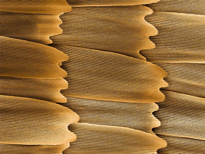 Framed Print : Monarch Butterfly Scales, under a microscope (SEM) Framed Print : Monarch Butterfly Scales, under a microscope (SEM)