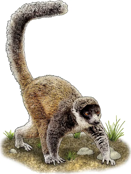 Framed Print : Mongoose Lemur Framed Print : Mongoose Lemur
