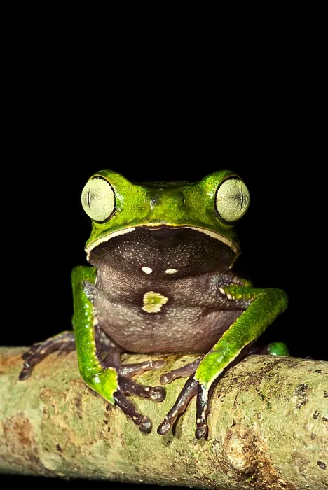 Framed Print : Monkey Frog