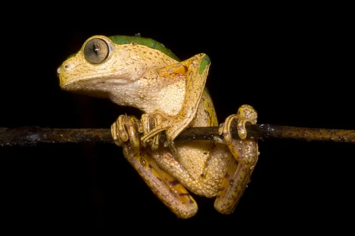 Framed Print : Monkey Frog Framed Print : Monkey Frog