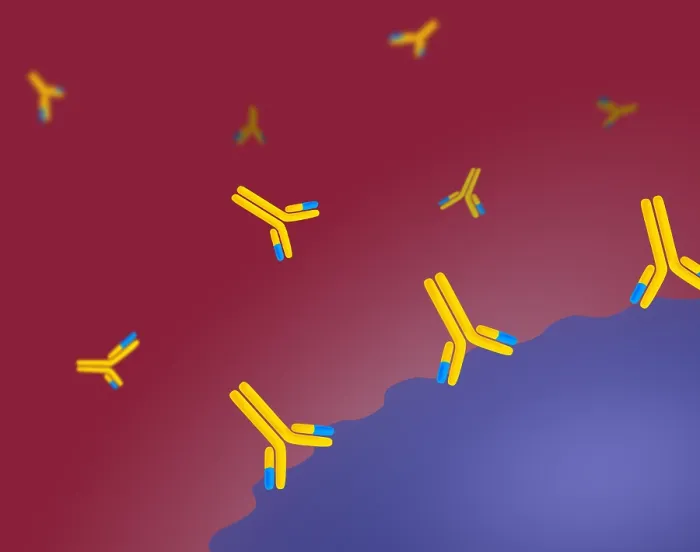 Framed Print : Monoclonal antibodies Framed Print : Monoclonal antibodies