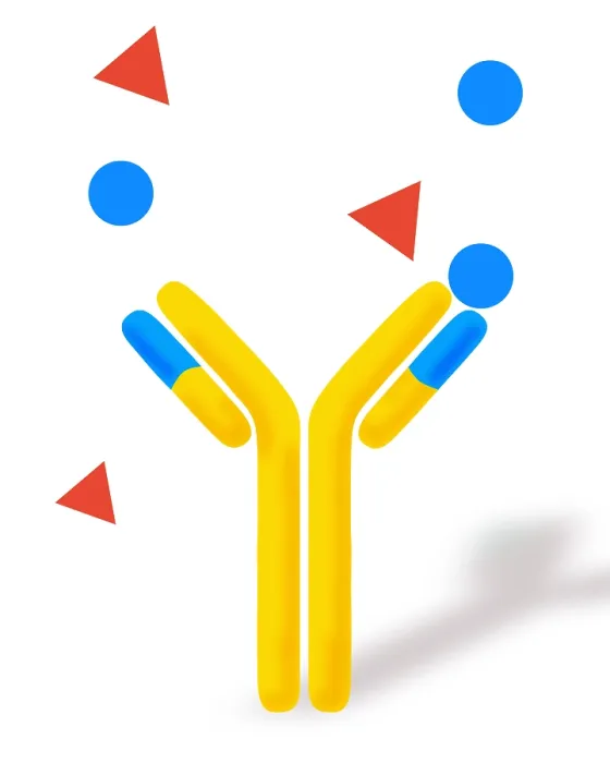 Framed Print : Monoclonal antibodies Framed Print : Monoclonal antibodies