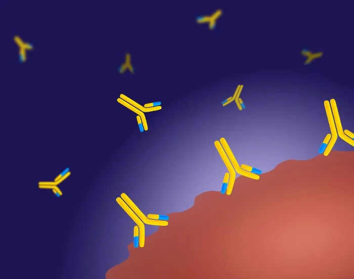 Framed Print : Monoclonal antibodies