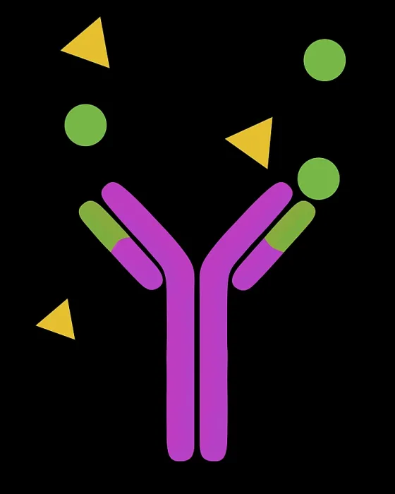 Framed Print : Monoclonal antibodies