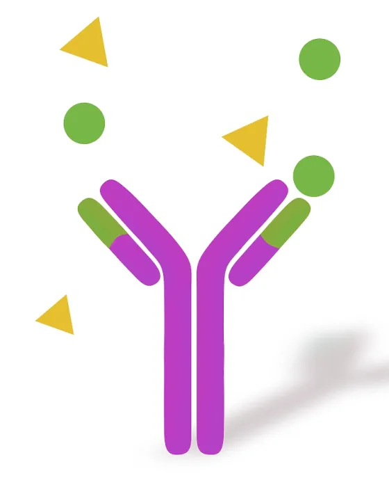 Framed Print : Monoclonal antibodies Framed Print : Monoclonal antibodies