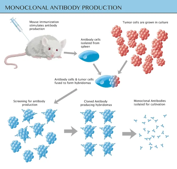 Framed Print : Monoclonal Antibody Production, Illustration Framed Print : Monoclonal Antibody Production, Illustration
