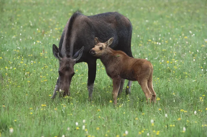 Framed Print : Moose with calf Framed Print : Moose with calf