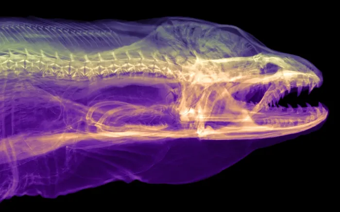 Framed Print : Moray Eel, Gymnothorax funebris, X-ray
