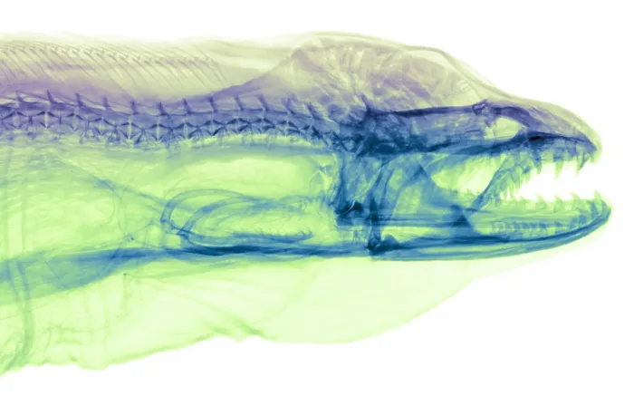Framed Print : Moray Eel, Gymnothorax funebris, X-ray