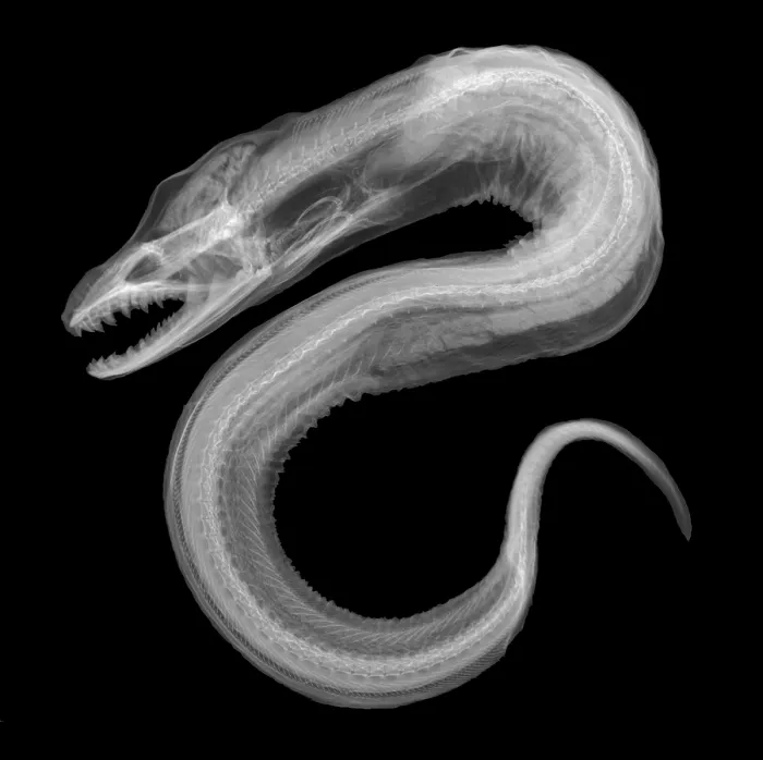 Framed Print : Moray Eel, X-ray