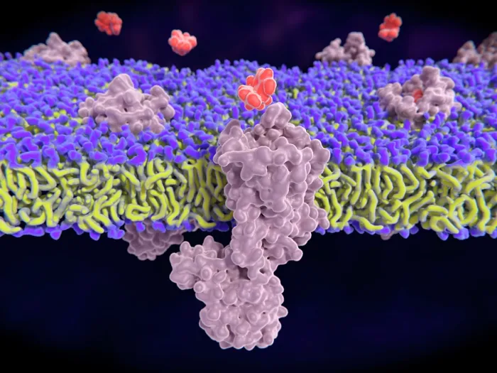 Framed Print : Morphine binding to opioid receptors, illustration
