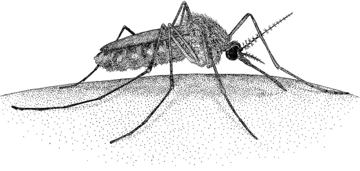 Framed Print : Mosquito. Pen and ink illustration of a Mosquito (Culex Pipiens) Framed Print : Mosquito. Pen and ink illustration of a Mosquito (Culex Pipiens)