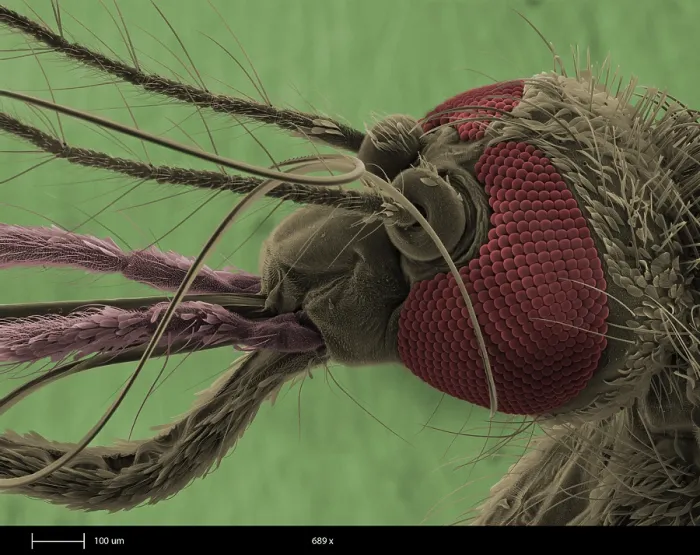 Framed Print : Mosquito's Head, under a microscope (SEM) Framed Print : Mosquito's Head, under a microscope (SEM)