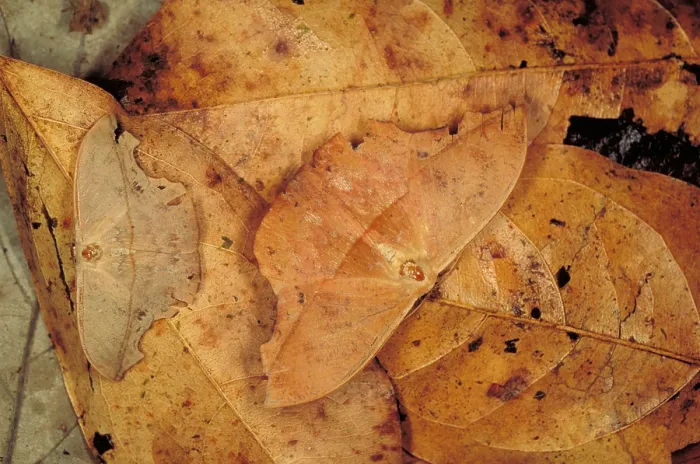 Framed Print : Moths. Two moths camouflaged on leaf litter, Barro Colorado Island, Panama Framed Print : Moths. Two moths camouflaged on leaf litter, Barro Colorado Island, Panama