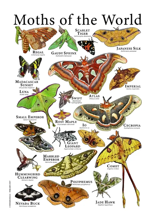 Framed Print : Moths of the World Framed Print : Moths of the World