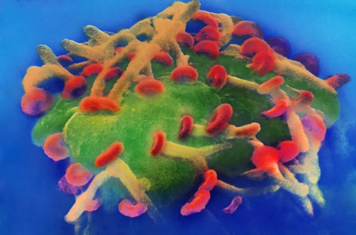 Framed Print : Motor Nerve, Synapses, under a microscope (SEM) Framed Print : Motor Nerve, Synapses, under a microscope (SEM)