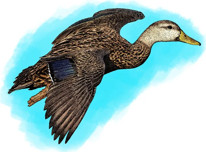 Framed Print : Mottled Duck Framed Print : Mottled Duck