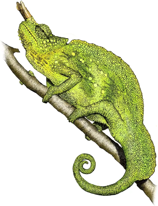 Framed Print : Mountain Chameleon Framed Print : Mountain Chameleon