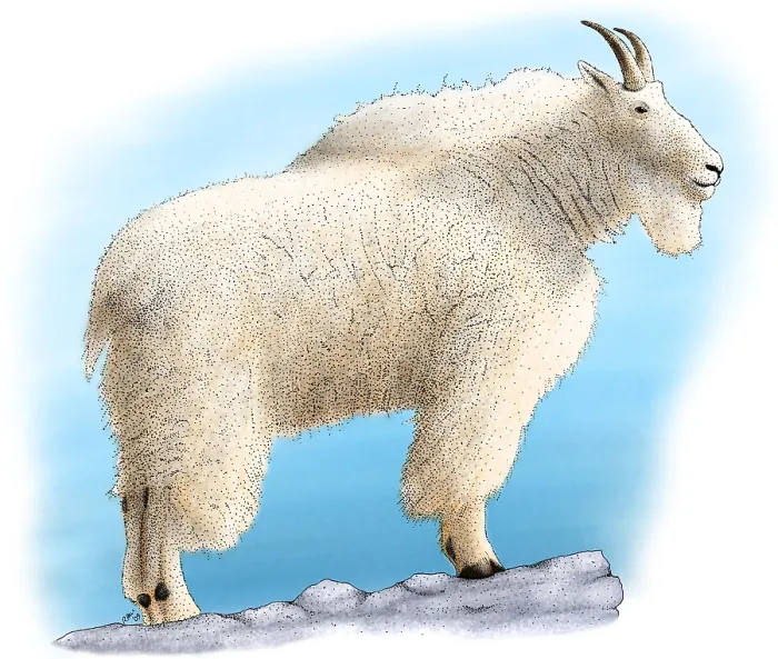 Framed Print : Mountain Goat Framed Print : Mountain Goat
