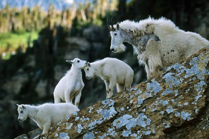 Framed Print : Mountain Goats Framed Print : Mountain Goats