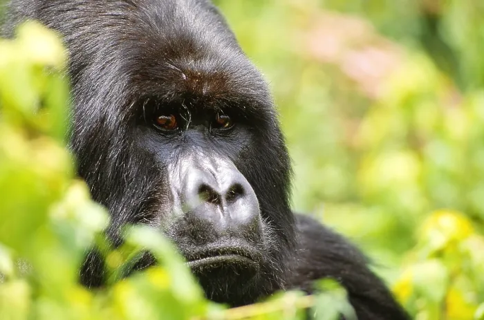 Framed Print : Mountain gorilla, Rwanda Framed Print : Mountain gorilla, Rwanda