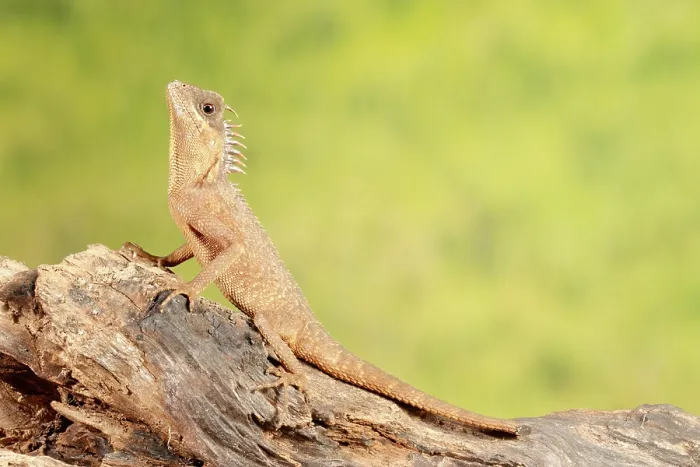 Framed Print : Mountain Horned Dragon on a log Framed Print : Mountain Horned Dragon on a log