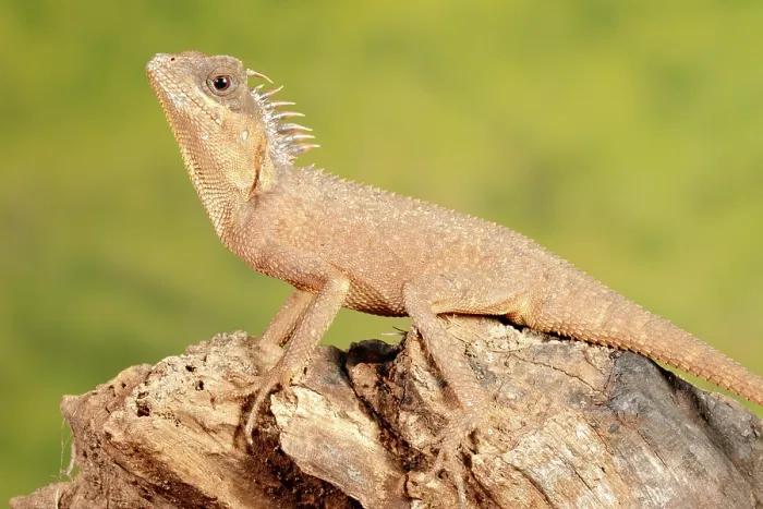 Framed Print : Mountain Horned Dragon on a log Framed Print : Mountain Horned Dragon on a log