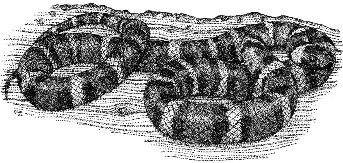 Framed Print : Mountain Kingsnake