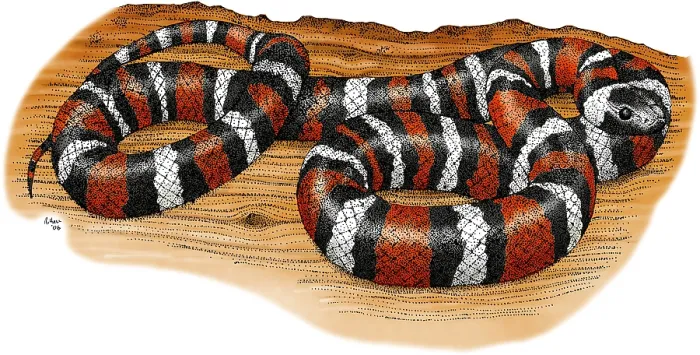 Framed Print : Mountain Kingsnake Framed Print : Mountain Kingsnake