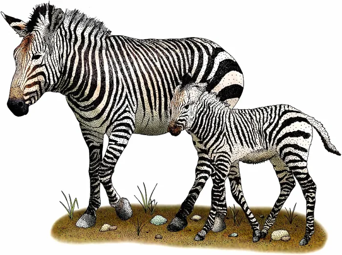 Framed Print : Mountain zebras