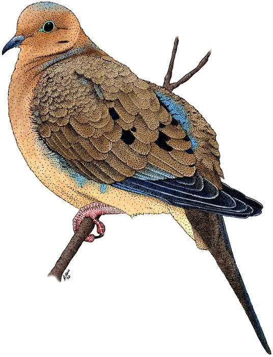 Framed Print : Mouring Dove Framed Print : Mouring Dove