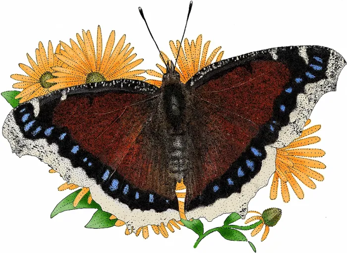 Framed Print : Mourning Cloak Butterfly