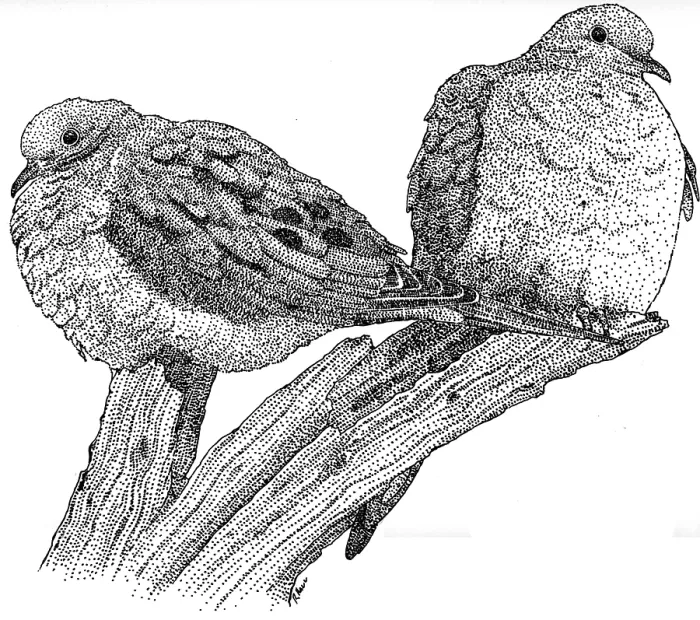 Framed Print : Mourning Doves Framed Print : Mourning Doves