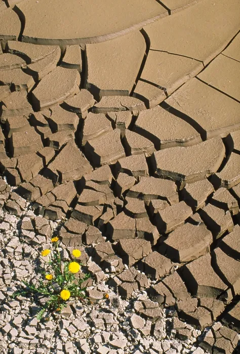 Framed Print : Mud cracks in a drying pond