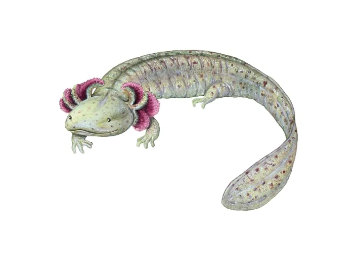 Framed Print : Mudpuppy. Illustration of a mudpuppy, an aquatic salamander of the family Proteidae Framed Print : Mudpuppy. Illustration of a mudpuppy, an aquatic salamander of the family Proteidae