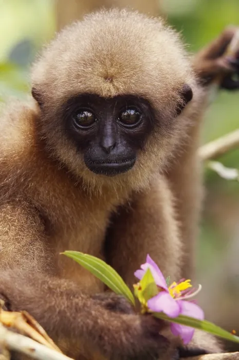Framed Print : Mueller's Gibbon Framed Print : Mueller's Gibbon