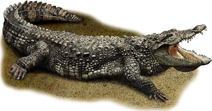 Framed Print : Mugger Crocodile, Illustration