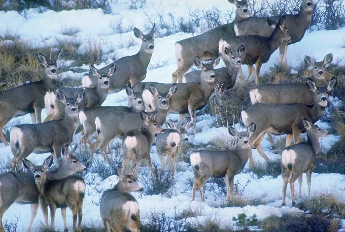 Framed Print : Mule deer. A herd of mule deer (Odocoileus hemionus), Jackson Hole, Wyoming Framed Print : Mule deer. A herd of mule deer (Odocoileus hemionus), Jackson Hole, Wyoming