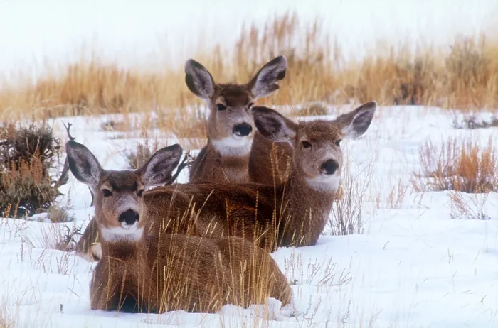 Framed Print : Mule deer in snow Framed Print : Mule deer in snow